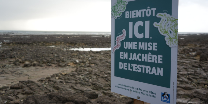 La mise en jachère de l’estran pour restaurer la biodiversité du littoral
